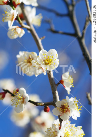 白梅「四日市南部丘陵公園 梅園」 129892536
