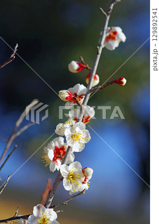白梅「四日市南部丘陵公園 梅園」 129892541