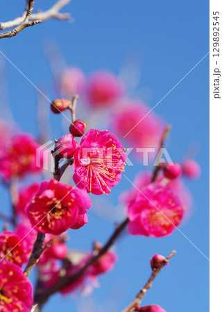 紅梅「四日市南部丘陵公園 梅園」 129892545