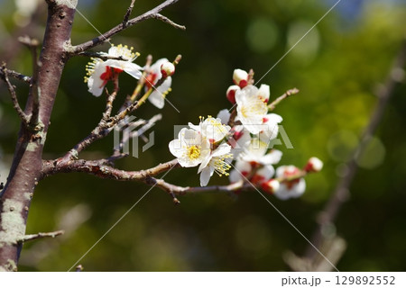 白梅「四日市南部丘陵公園 梅園」 129892552