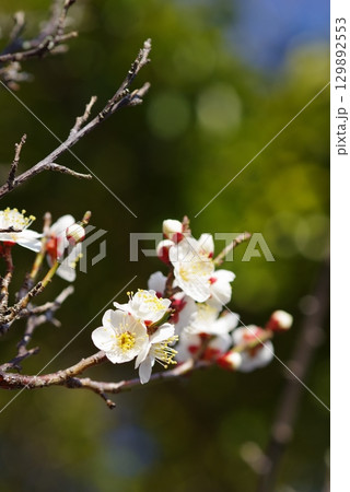 白梅「四日市南部丘陵公園 梅園」 129892553
