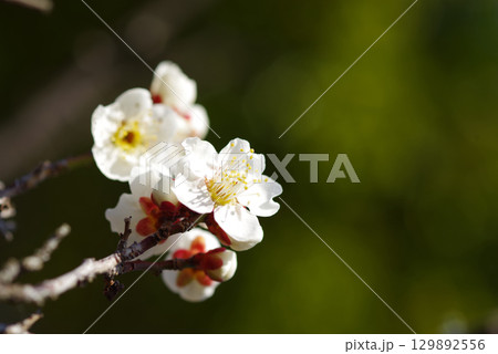 白梅「四日市南部丘陵公園 梅園」 129892556