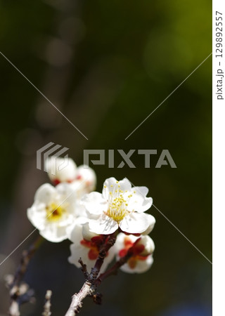 白梅「四日市南部丘陵公園 梅園」 129892557
