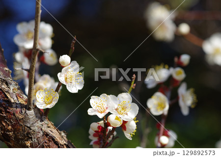 白梅「四日市南部丘陵公園 梅園」 129892573
