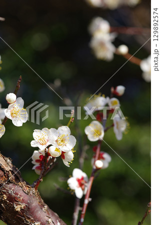 白梅「四日市南部丘陵公園 梅園」 129892574