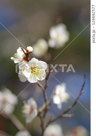 白梅「四日市南部丘陵公園 梅園」 白梅「四日市南部丘陵公園 梅園」 129892577