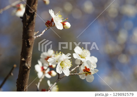 白梅「四日市南部丘陵公園 梅園」 129892579