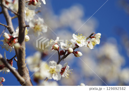 白梅「四日市南部丘陵公園 梅園」 129892582