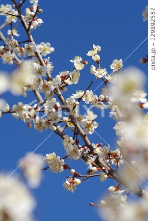 白梅「四日市南部丘陵公園 梅園」 白梅「四日市南部丘陵公園 梅園」 129892587