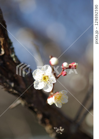 白梅「四日市南部丘陵公園 梅園」 白梅「四日市南部丘陵公園 梅園」 129892590