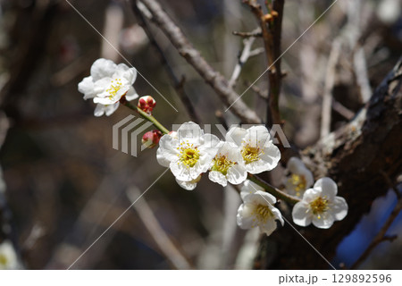 白梅「四日市南部丘陵公園 梅園」 白梅「四日市南部丘陵公園 梅園」 129892596
