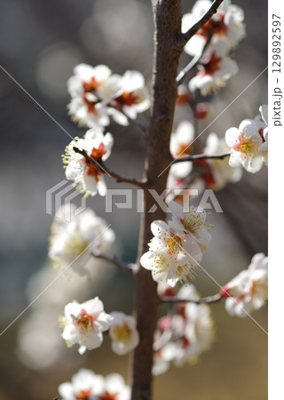 白梅「四日市南部丘陵公園 梅園」 白梅「四日市南部丘陵公園 梅園」 129892597