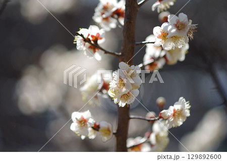 白梅「四日市南部丘陵公園 梅園」 白梅「四日市南部丘陵公園 梅園」 129892600