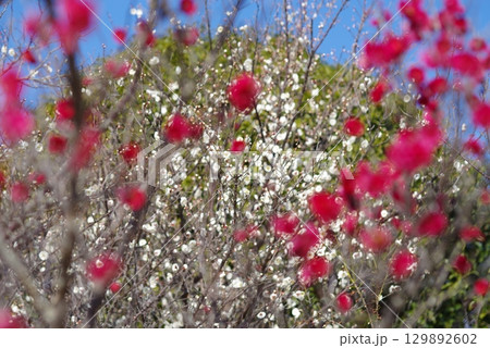 紅白の梅「四日市南部丘陵公園 梅園」 紅白の梅「四日市南部丘陵公園 梅園」 129892602