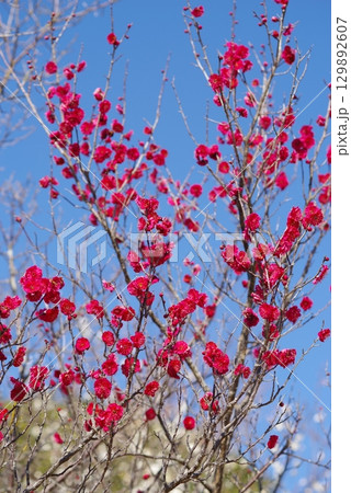 紅白の梅「四日市南部丘陵公園 梅園」 紅白の梅「四日市南部丘陵公園 梅園」 129892607