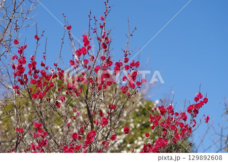 紅白の梅「四日市南部丘陵公園 梅園」 紅白の梅「四日市南部丘陵公園 梅園」 129892608
