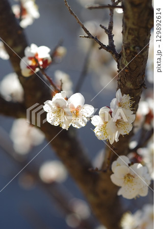 白梅「四日市南部丘陵公園 梅園」 129892614