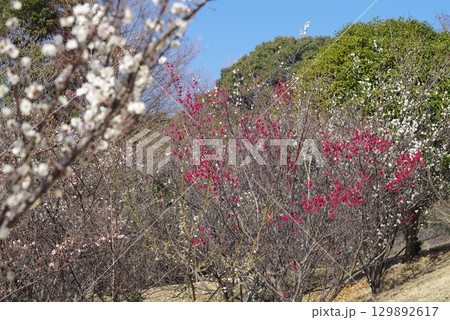 紅白の梅「四日市南部丘陵公園 梅園」 紅白の梅「四日市南部丘陵公園 梅園」 129892617