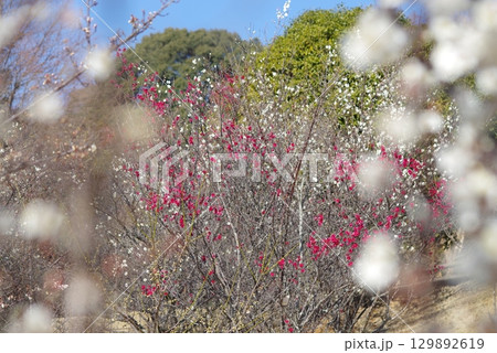 紅白の梅「四日市南部丘陵公園 梅園」 紅白の梅「四日市南部丘陵公園 梅園」 129892619