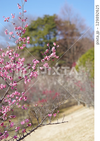 梅「四日市南部丘陵公園 梅園」 129892625