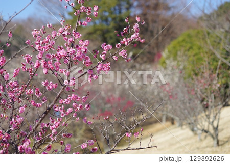 梅「四日市南部丘陵公園 梅園」 梅「四日市南部丘陵公園 梅園」 129892626