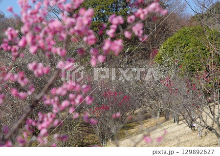 梅「四日市南部丘陵公園 梅園」 129892627