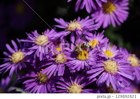 Close up of Flowers with a been carrying pollen Close up of Flowers with a been carrying pollen 129892821