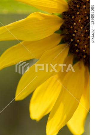 ひまわり花びらのテクスチャ背景 ひまわり花びらのテクスチャ背景 129893009