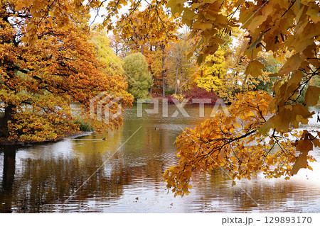 October autumn park in Russia, trees with yellow leaves and reflection in the lake, Alexander Park, Leningrad Region. Beautiful autumn landscape in the park, seasons, travel through beautiful forests 129893170