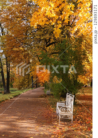 Sunny autumn in Russia. A path with falling maple leaves in the forest on a September day Sunny autumn in Russia. A path with falling maple leaves in the forest on a September day 129893171