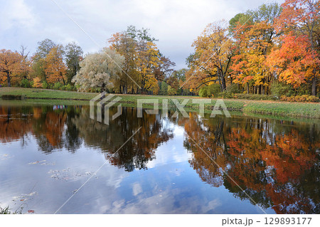 October autumn park in Russia, trees with yellow leaves and reflection in the lake, Alexander Park, Leningrad Region. Beautiful autumn landscape in the park, seasons, travel through beautiful forests October autumn park in Russia, trees with yellow leaves and reflection in the lake, Alexander Park, Leningrad Region. Beautiful autumn landscape in the park, seasons, travel through beautiful forests 129893177