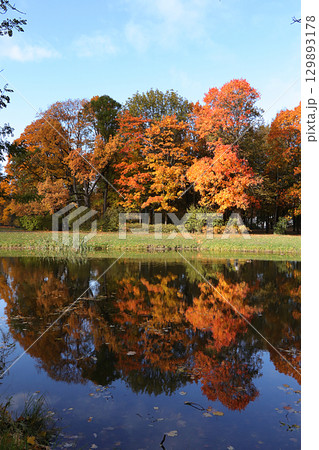 October autumn park in Russia, trees with yellow leaves and reflection in the lake, Alexander Park, Leningrad Region. Beautiful autumn landscape in the park, seasons, travel through beautiful forests 129893178