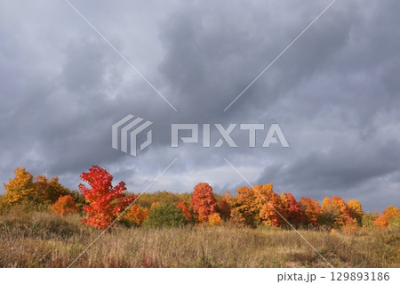 Autumn park in September on a rainy day, path with red leaves. Beautiful bright landscape in the park, seasons, golden autumn season, background Autumn park in September on a rainy day, path with red leaves. Beautiful bright landscape in the park, seasons, golden autumn season, background 129893186