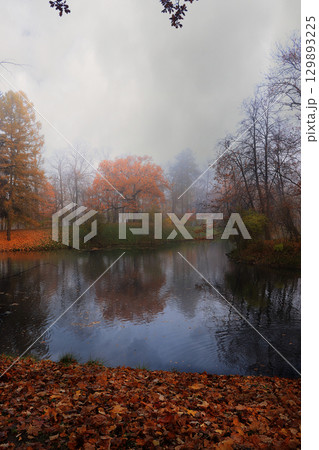 Autumn park in September, path with red leaves in dense fog. Beautiful autumn landscape in the park, seasons. 129893225