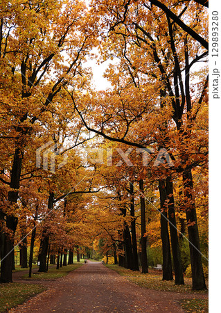 October Autumn Park in Russia, oak alley with yellow leaves, Catherine Park, Leningrad Region. Beautiful landscape in the park, seasons, Journey through the seasonal forests October Autumn Park in Russia, oak alley with yellow leaves, Catherine Park, Leningrad Region. Beautiful landscape in the park, seasons, Journey through the seasonal forests 129893280