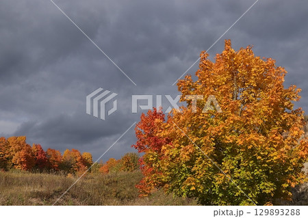 Autumn park in September on a rainy day, path with red maple leaves and dark clouds, background. Beautiful bright natural landscape in the park, seasons, golden autumn season, invitation for a walk, 129893288
