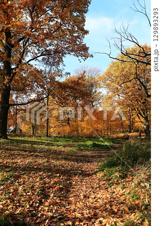 Sunny autumn in Russia. A path with falling maple leaves in the forest on a September day Sunny autumn in Russia. A path with falling maple leaves in the forest on a September day 129893293