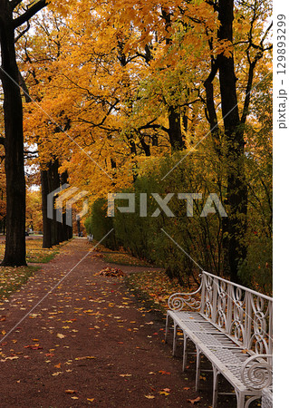 October Autumn Park in Russia, oak alley with yellow leaves, Catherine Park, Leningrad Region. Beautiful landscape in the park, seasons, Journey through the seasonal forests October Autumn Park in Russia, oak alley with yellow leaves, Catherine Park, Leningrad Region. Beautiful landscape in the park, seasons, Journey through the seasonal forests 129893299