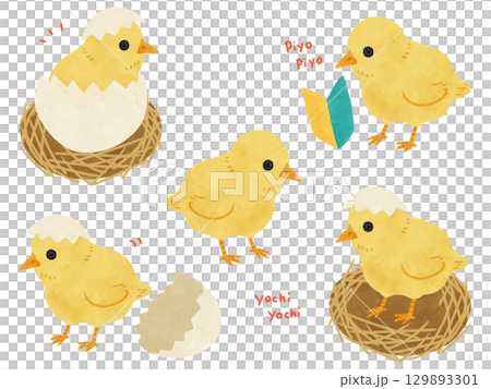 一組 5 隻帶殼和初學者標記的小雞 - 水彩手繪插圖 129893301