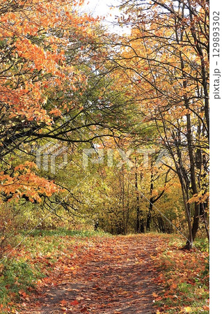 Sunny autumn in Russia. Path with falling maple leaves in the forest on a september day, background, golden autumn concept, beautiful natural landscape, invitation to walk, vertical orientation, 129893302