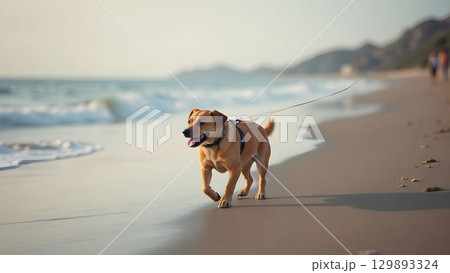 Dog in collar running along the beach on the ocean 129893324
