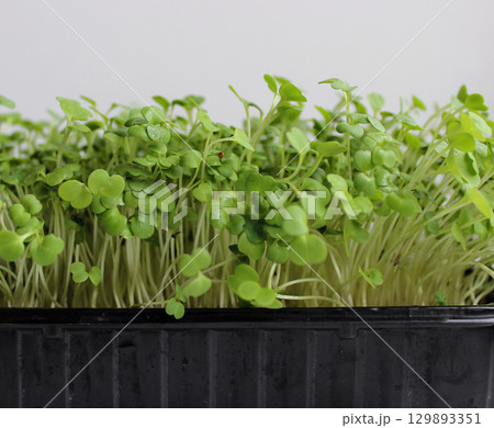 Side View Of Growing Arugula Microgreens Bunch In A Flat Tray Detailed Stock Photo  129893351