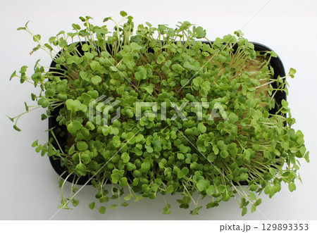 Arugula Microgreen Growing In A Flat Pot With Wet Substrate Top View Stock Photo Arugula Microgreen Growing In A Flat Pot With Wet Substrate Top View Stock Photo 129893353