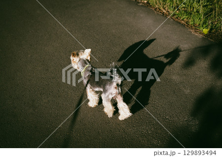A Yorkshire Terrier enjoys a sunny walk, casting a long, playful shadow on the pavement. A small Yorkie doggy lapdog on a leash, enjoying walking on a sunny day. The dog's shadow is contrasty visible. A Yorkshire Terrier enjoys a sunny walk, casting a long, playful shadow on the pavement. A small Yorkie doggy lapdog on a leash, enjoying walking on a sunny day. The dog's shadow is contrasty visible. 129893494