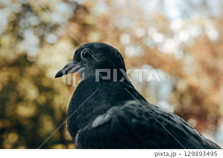 A grey pigeon with intricate feathers against a natural blurred background of warm, natural tones. A wild bird on the nature in sunny autumnal day. A grey pigeon with intricate feathers against a natural blurred background of warm, natural tones. A wild bird on the nature in sunny autumnal day. 129893495