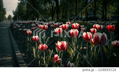 Red and White Tulips Blooming in Park Alley 129893518