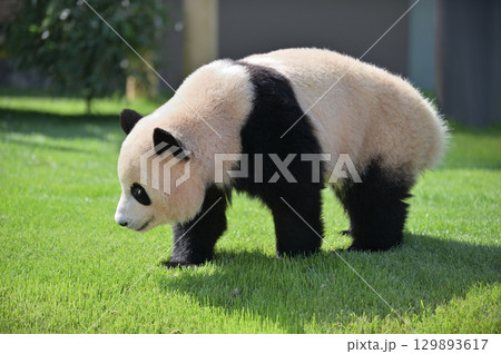 お散歩中の梅浜 お散歩中の梅浜 129893617