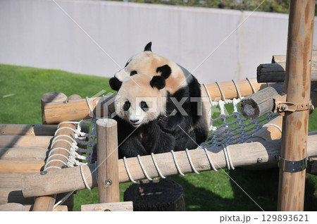 遊具の上で遊ぶ梅浜・永浜 129893621