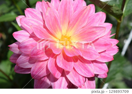 ダリアの花 ダリアの花 129893709