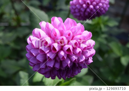 ダリアの花 ダリアの花 129893710